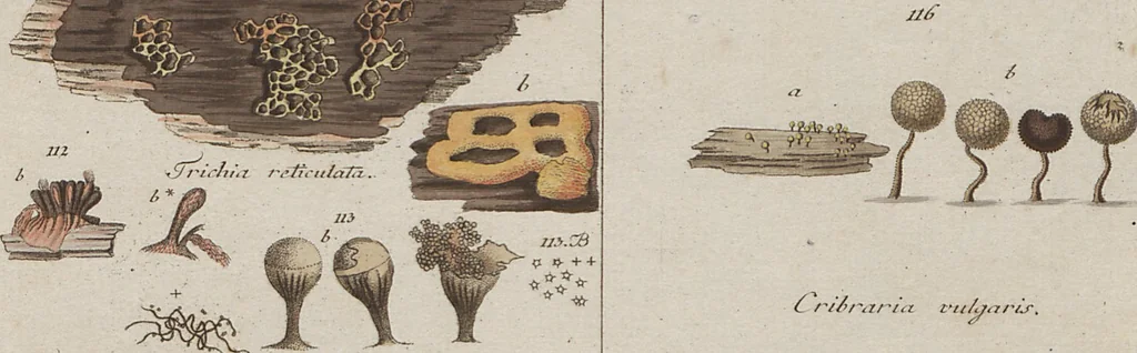 An illustration from Das System der Pilze und Schwämme: ein Versuch, 1817, leaf 479