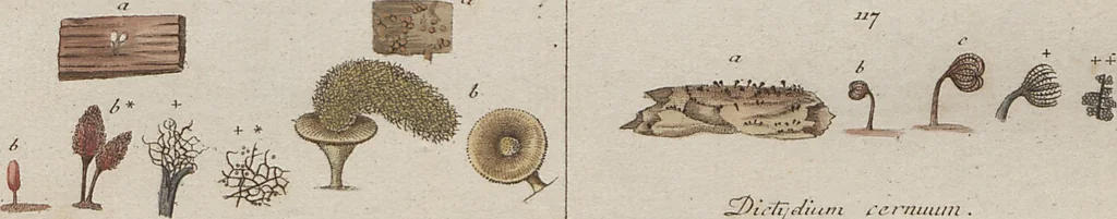 An illustration from Das System der Pilze und Schwämme: ein Versuch, 1817, leaf 479