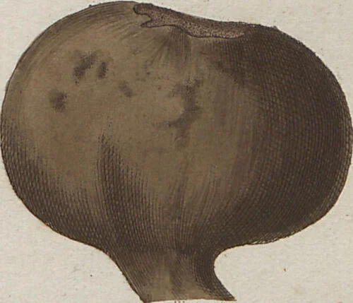An illustration from Das System der Pilze und Schwämme: ein Versuch, 1817, leaf 482