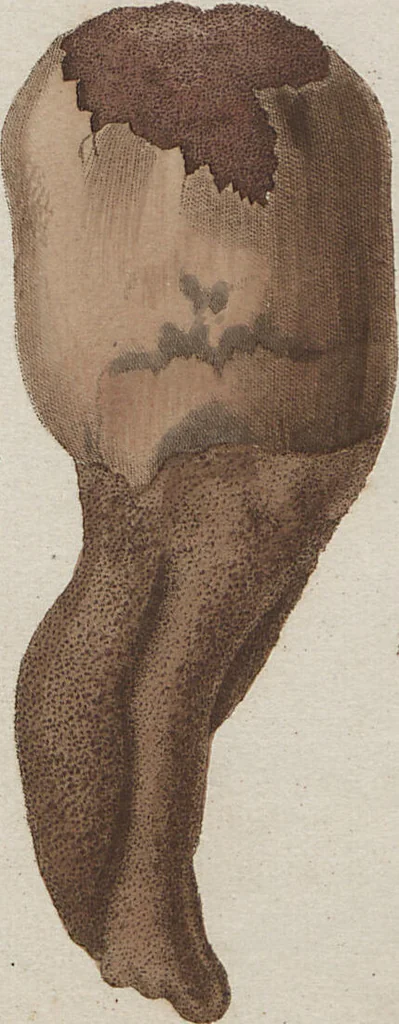 An illustration from Das System der Pilze und Schwämme: ein Versuch, 1817, leaf 482