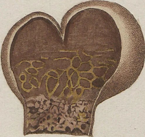 An illustration from Das System der Pilze und Schwämme: ein Versuch, 1817, leaf 482
