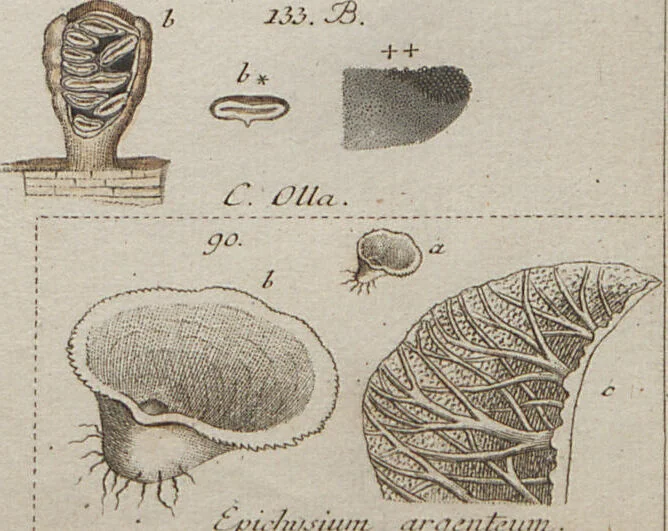 An illustration from Das System der Pilze und Schwämme: ein Versuch, 1817, leaf 482