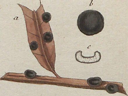 An illustration from Das System der Pilze und Schwämme: ein Versuch, 1817, leaf 483