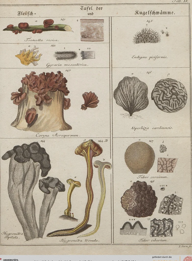 An illustration from Das System der Pilze und Schwämme: ein Versuch, 1817, leaf 484