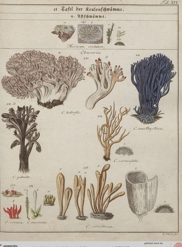 An illustration from Das System der Pilze und Schwämme: ein Versuch, 1817, leaf 485