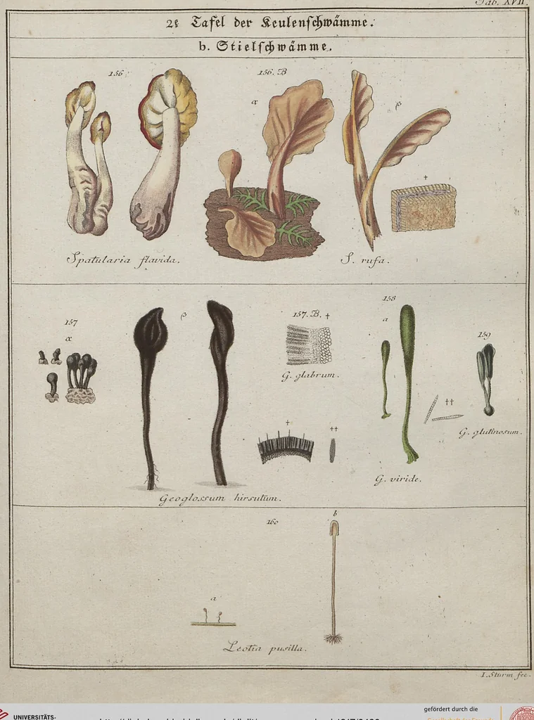 An illustration from Das System der Pilze und Schwämme: ein Versuch, 1817, leaf 486