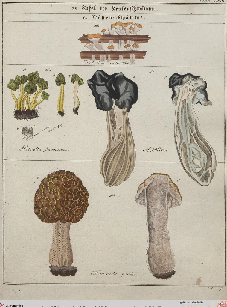 An illustration from Das System der Pilze und Schwämme: ein Versuch, 1817, leaf 487