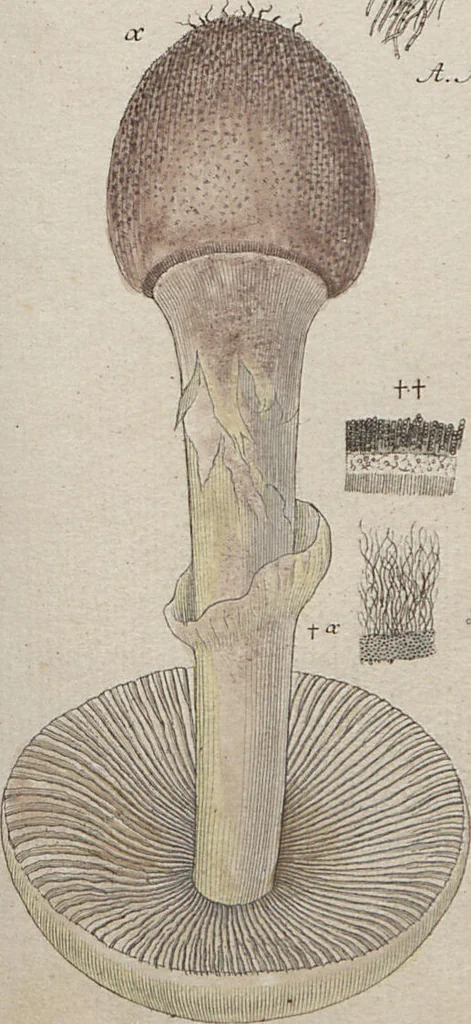 An illustration from Das System der Pilze und Schwämme: ein Versuch, 1817, leaf 488
