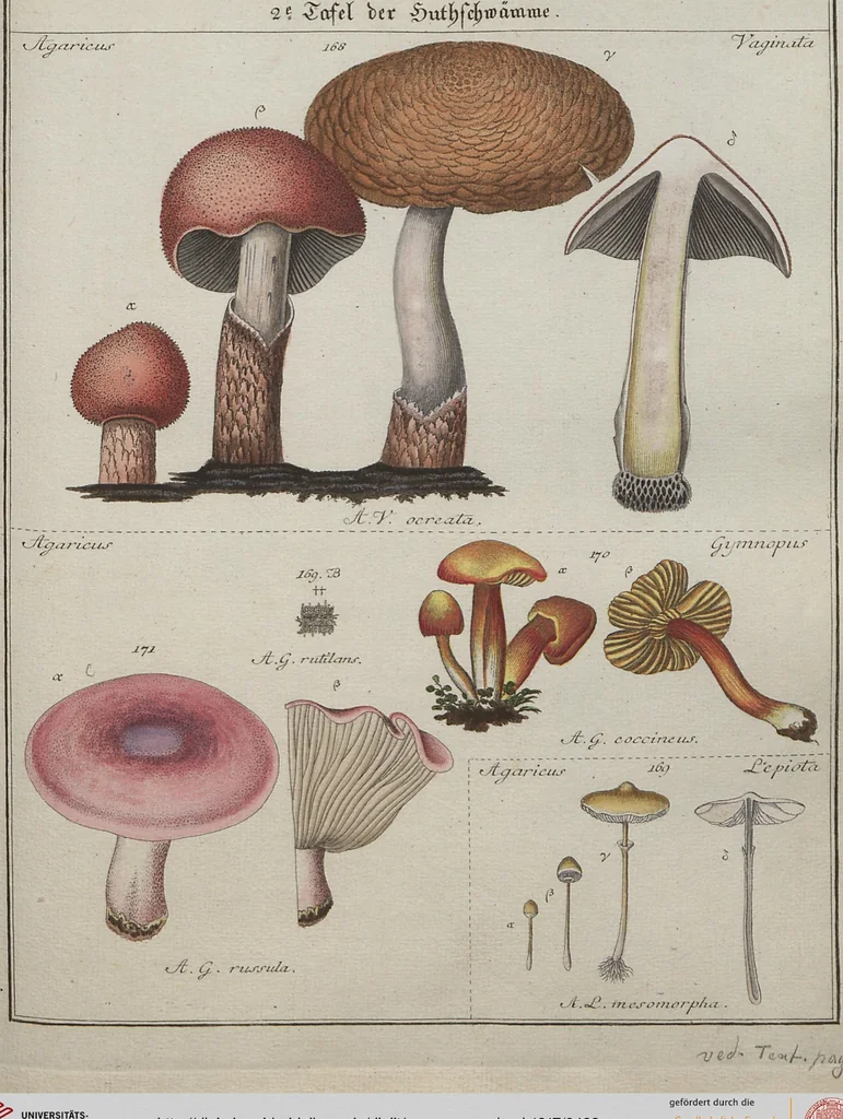 An illustration from Das System der Pilze und Schwämme: ein Versuch, 1817, leaf 489
