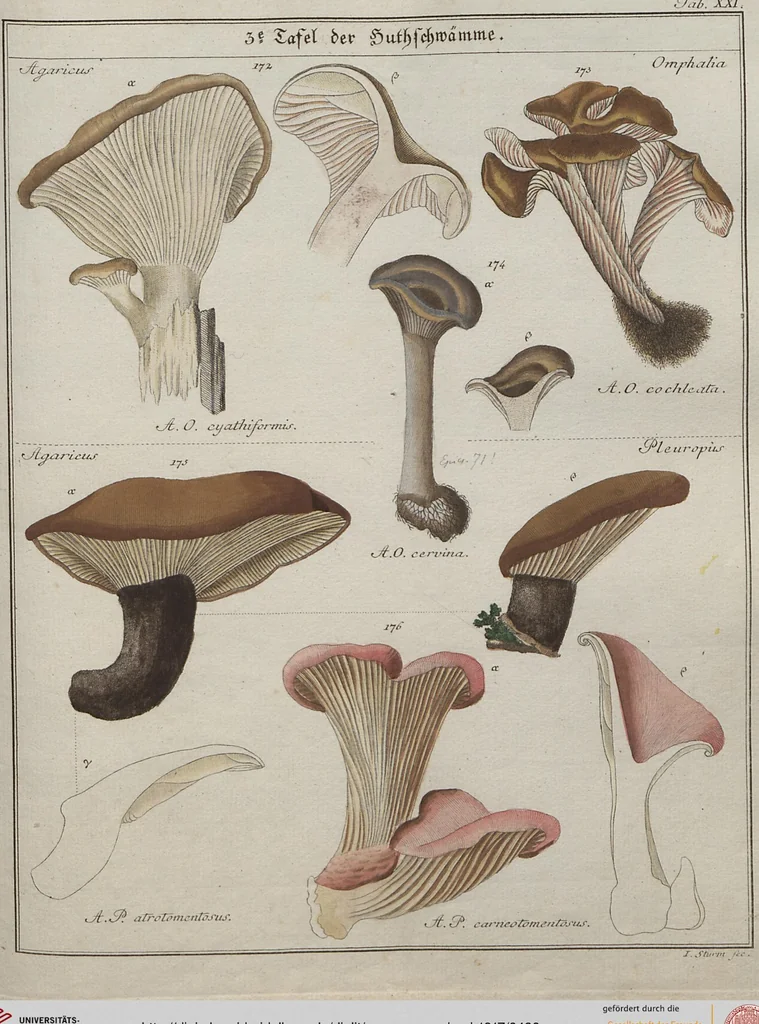 An illustration from Das System der Pilze und Schwämme: ein Versuch, 1817, leaf 490