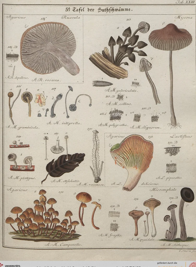 An illustration from Das System der Pilze und Schwämme: ein Versuch, 1817, leaf 492