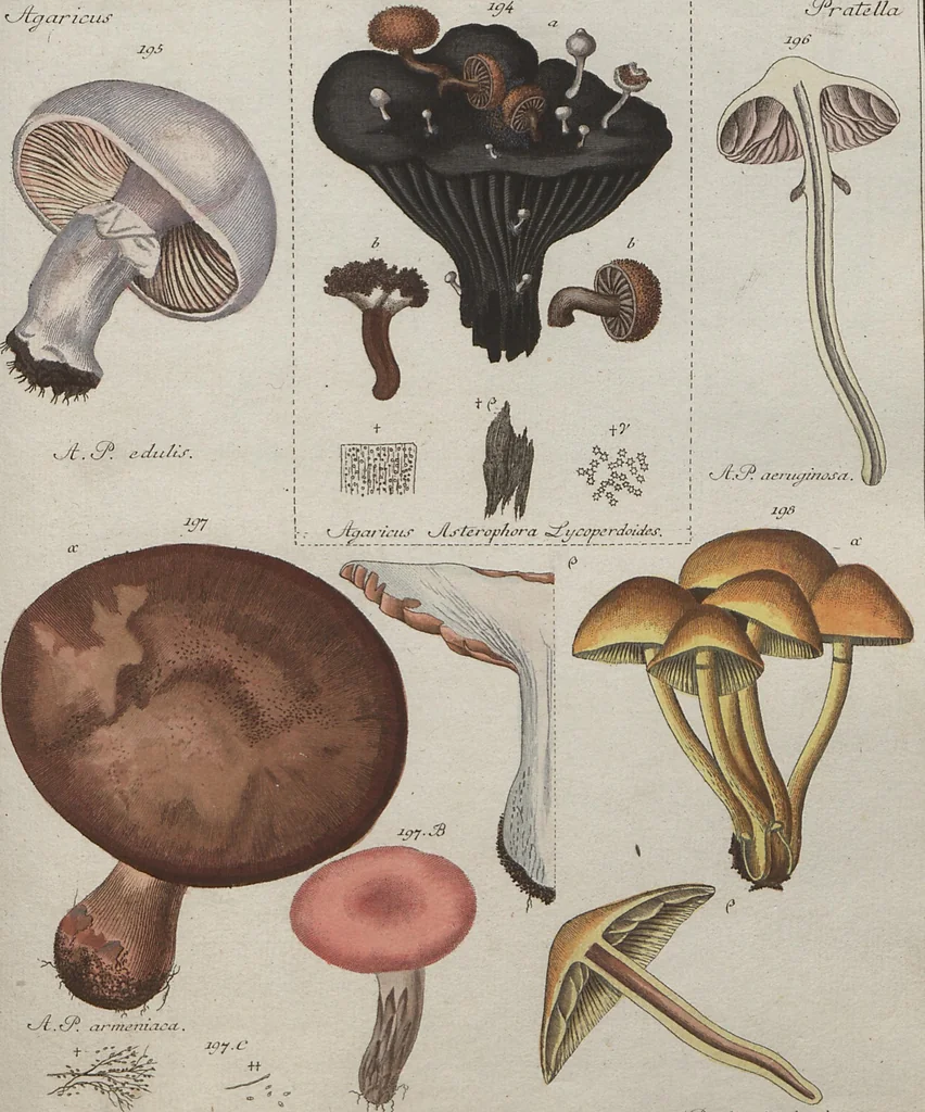 An illustration from Das System der Pilze und Schwämme: ein Versuch, 1817, leaf 493
