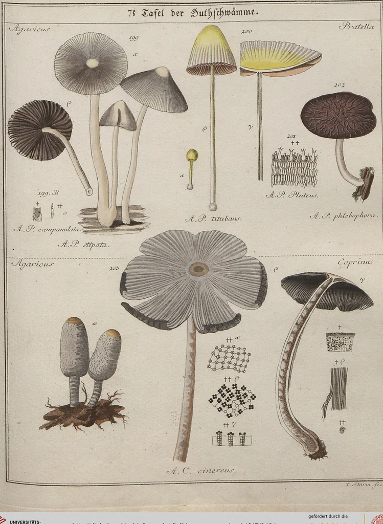 An illustration from Das System der Pilze und Schwämme: ein Versuch, 1817, leaf 494