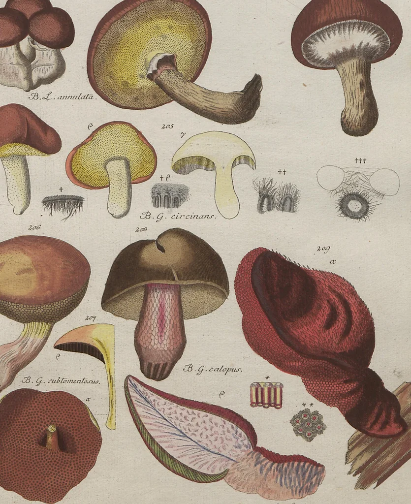 An illustration from Das System der Pilze und Schwämme: ein Versuch, 1817, leaf 495