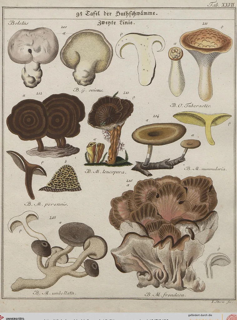 An illustration from Das System der Pilze und Schwämme: ein Versuch, 1817, leaf 496
