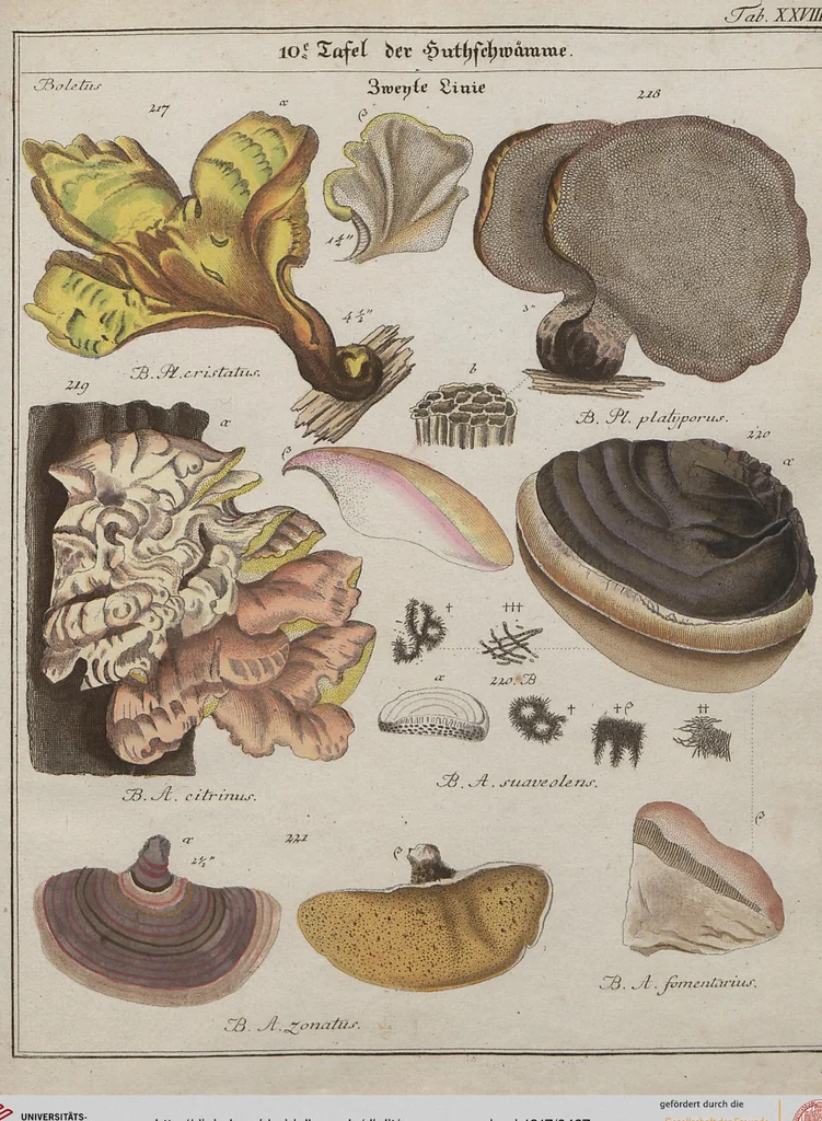 An illustration from Das System der Pilze und Schwämme: ein Versuch, 1817, leaf 497