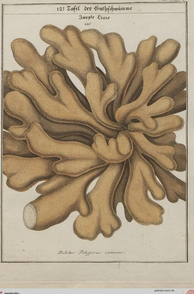 An illustration from Das System der Pilze und Schwämme: ein Versuch, 1817, leaf 499