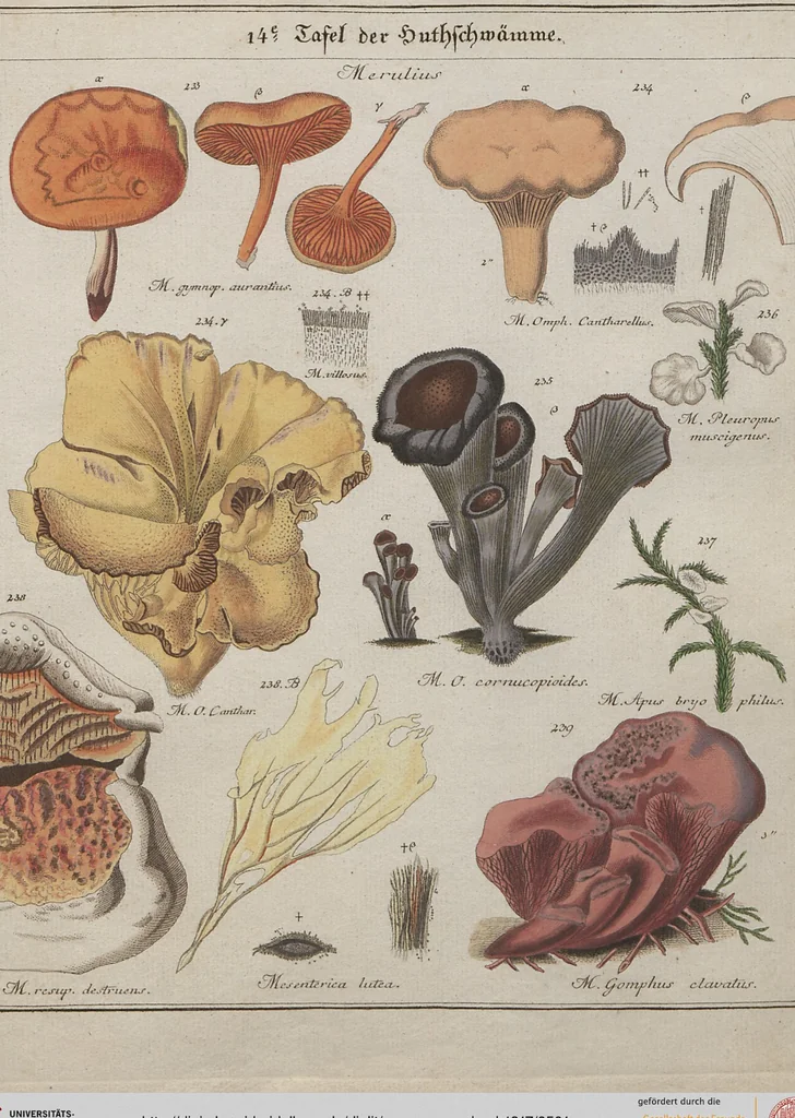 An illustration from Das System der Pilze und Schwämme: ein Versuch, 1817, leaf 501