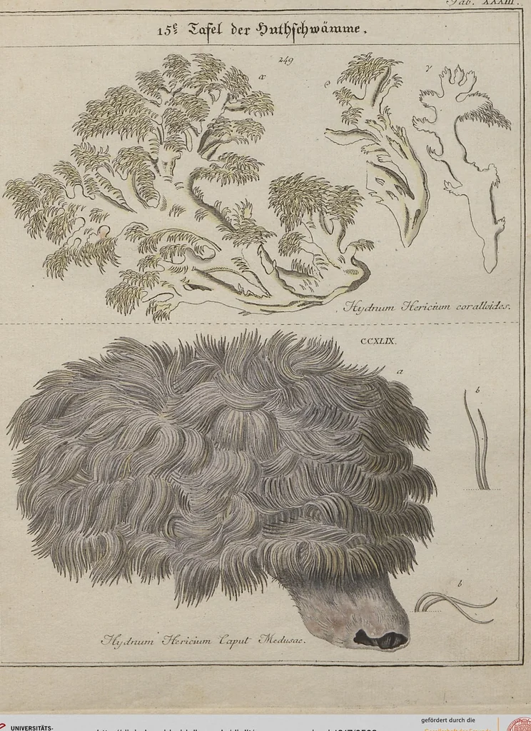 An illustration from Das System der Pilze und Schwämme: ein Versuch, 1817, leaf 503