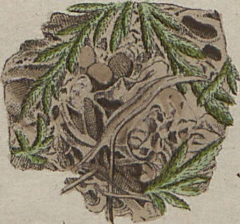 An illustration from Das System der Pilze und Schwämme: ein Versuch, 1817, leaf 504