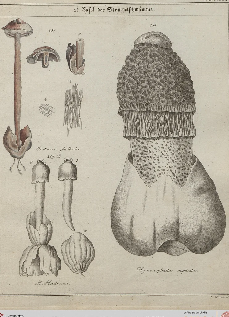 An illustration from Das System der Pilze und Schwämme: ein Versuch, 1817, leaf 505