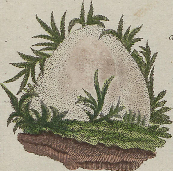 An illustration from Das System der Pilze und Schwämme: ein Versuch, 1817, leaf 506