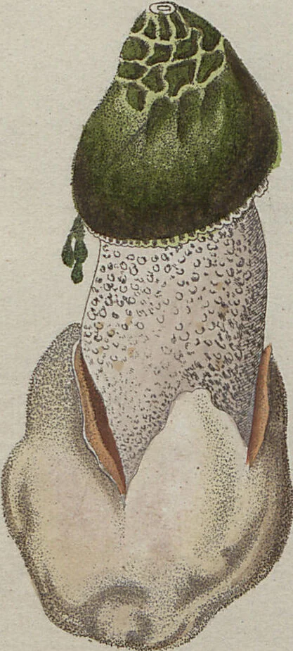 An illustration from Das System der Pilze und Schwämme: ein Versuch, 1817, leaf 506