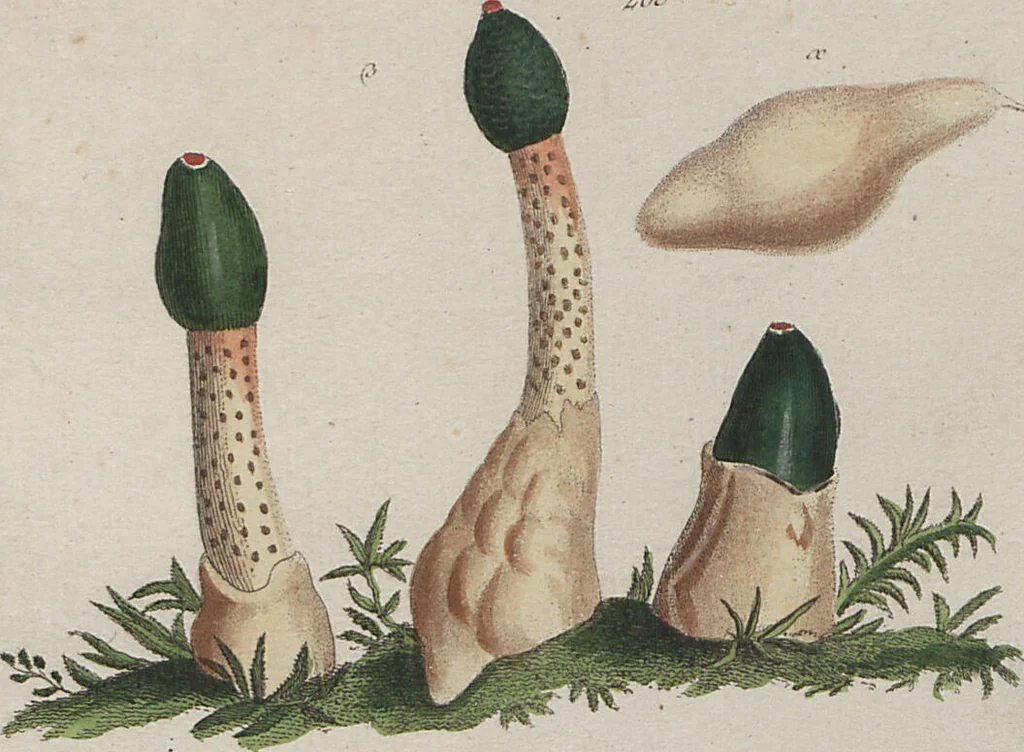 An illustration from Das System der Pilze und Schwämme: ein Versuch, 1817, leaf 507