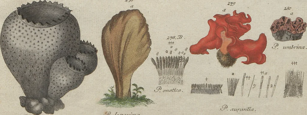 An illustration from Das System der Pilze und Schwämme: ein Versuch, 1817, leaf 508