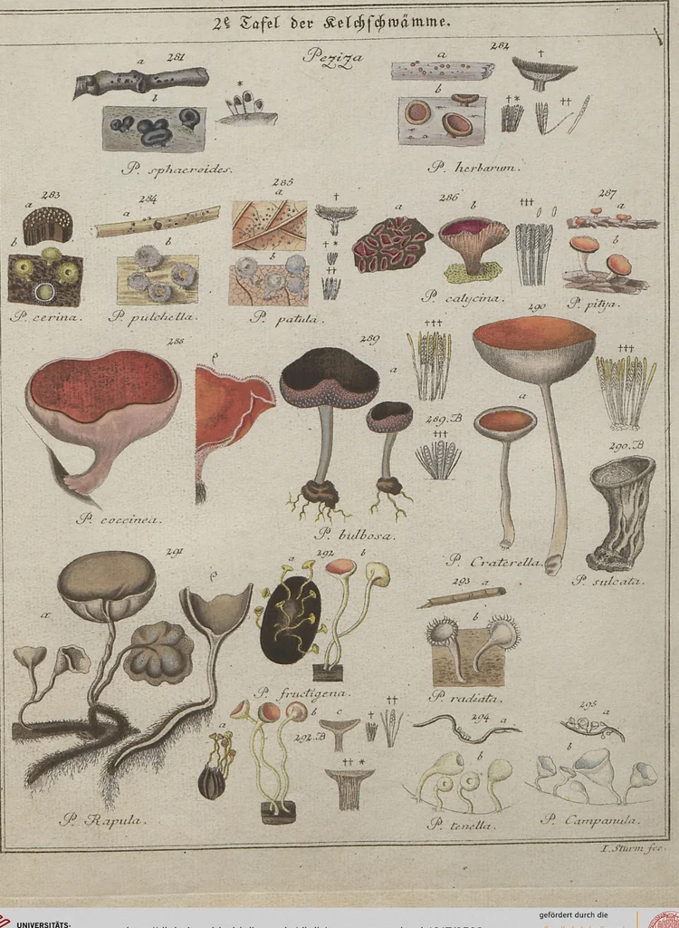 An illustration from Das System der Pilze und Schwämme: ein Versuch, 1817, leaf 509