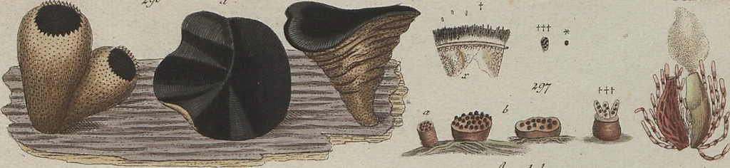 An illustration from Das System der Pilze und Schwämme: ein Versuch, 1817, leaf 510