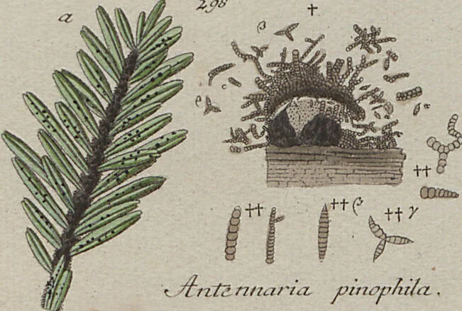An illustration from Das System der Pilze und Schwämme: ein Versuch, 1817, leaf 510
