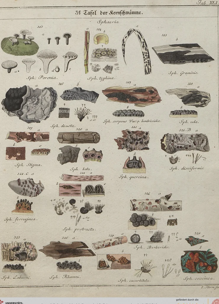 An illustration from Das System der Pilze und Schwämme: ein Versuch, 1817, leaf 512
