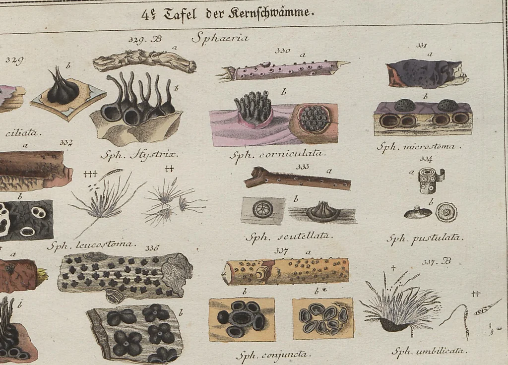 An illustration from Das System der Pilze und Schwämme: ein Versuch, 1817, leaf 513