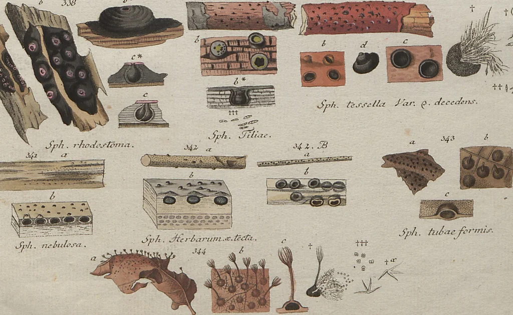 An illustration from Das System der Pilze und Schwämme: ein Versuch, 1817, leaf 513