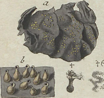 An illustration from Das System der Pilze und Schwämme: ein Versuch, 1817, leaf 514