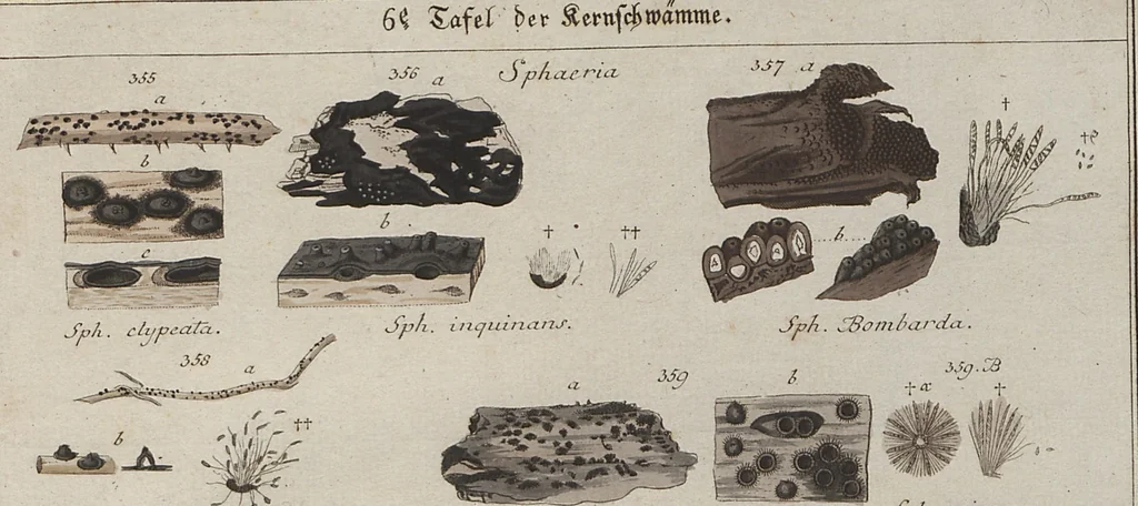 An illustration from Das System der Pilze und Schwämme: ein Versuch, 1817, leaf 515