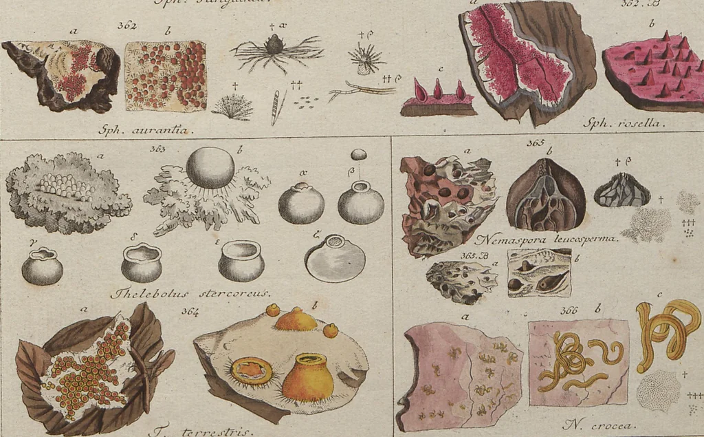 An illustration from Das System der Pilze und Schwämme: ein Versuch, 1817, leaf 515