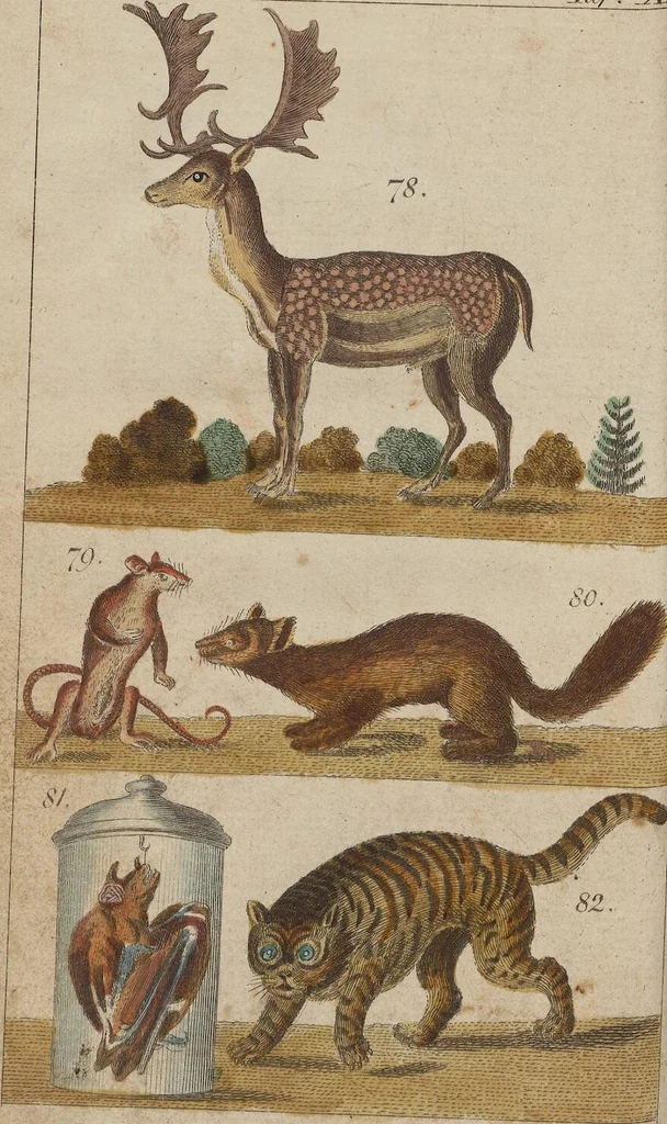 An illustration from (Band 2), 1795, leaf 232