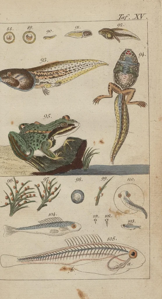 An illustration from (Band 2), 1795, leaf 315