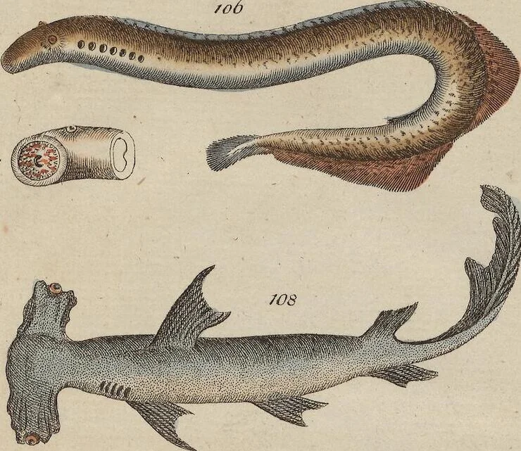 An illustration from (Band 2), 1795, leaf 332