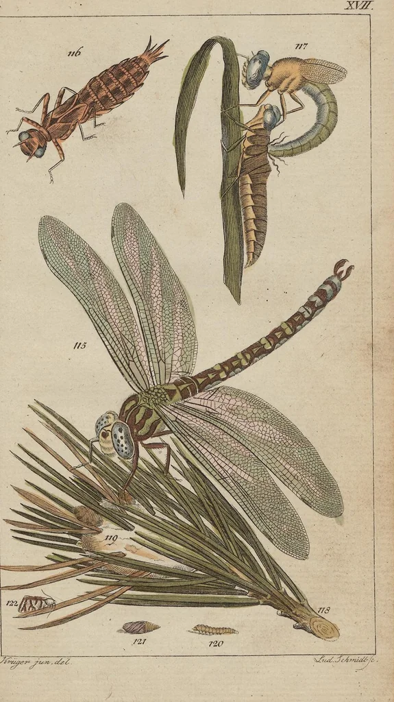 An illustration from (Band 2), 1795, leaf 339