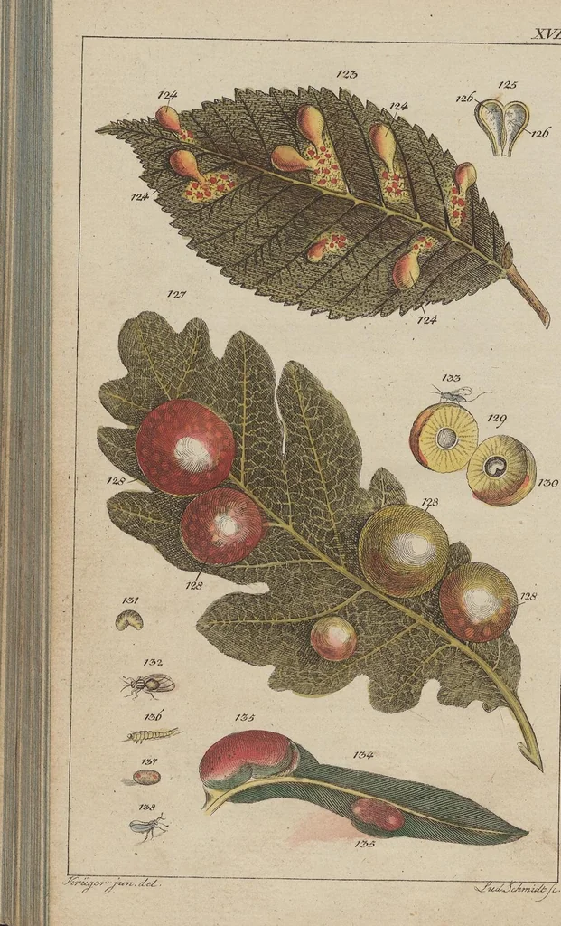 An illustration from (Band 2), 1795, leaf 356