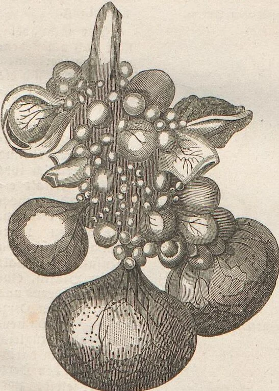 An illustration from Abbildungen zu Oken's Allgemeiner Naturgeschichte für alle Stände, 1843, leaf 101
