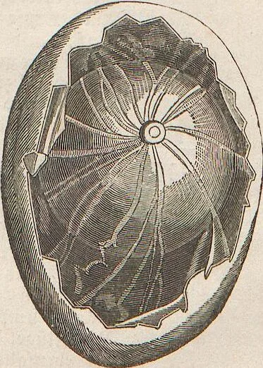 An illustration from Abbildungen zu Oken's Allgemeiner Naturgeschichte für alle Stände, 1843, leaf 101