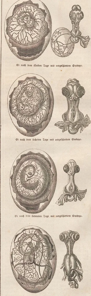 An illustration from Abbildungen zu Oken's Allgemeiner Naturgeschichte für alle Stände, 1843, leaf 102