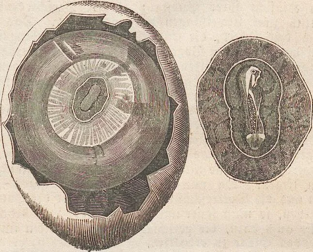 An illustration from Abbildungen zu Oken's Allgemeiner Naturgeschichte für alle Stände, 1843, leaf 102