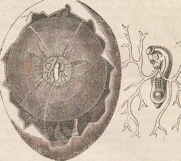 An illustration from Abbildungen zu Oken's Allgemeiner Naturgeschichte für alle Stände, 1843, leaf 102