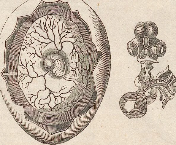 An illustration from Abbildungen zu Oken's Allgemeiner Naturgeschichte für alle Stände, 1843, leaf 102