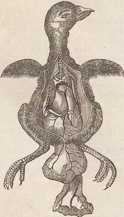 An illustration from Abbildungen zu Oken's Allgemeiner Naturgeschichte für alle Stände, 1843, leaf 103